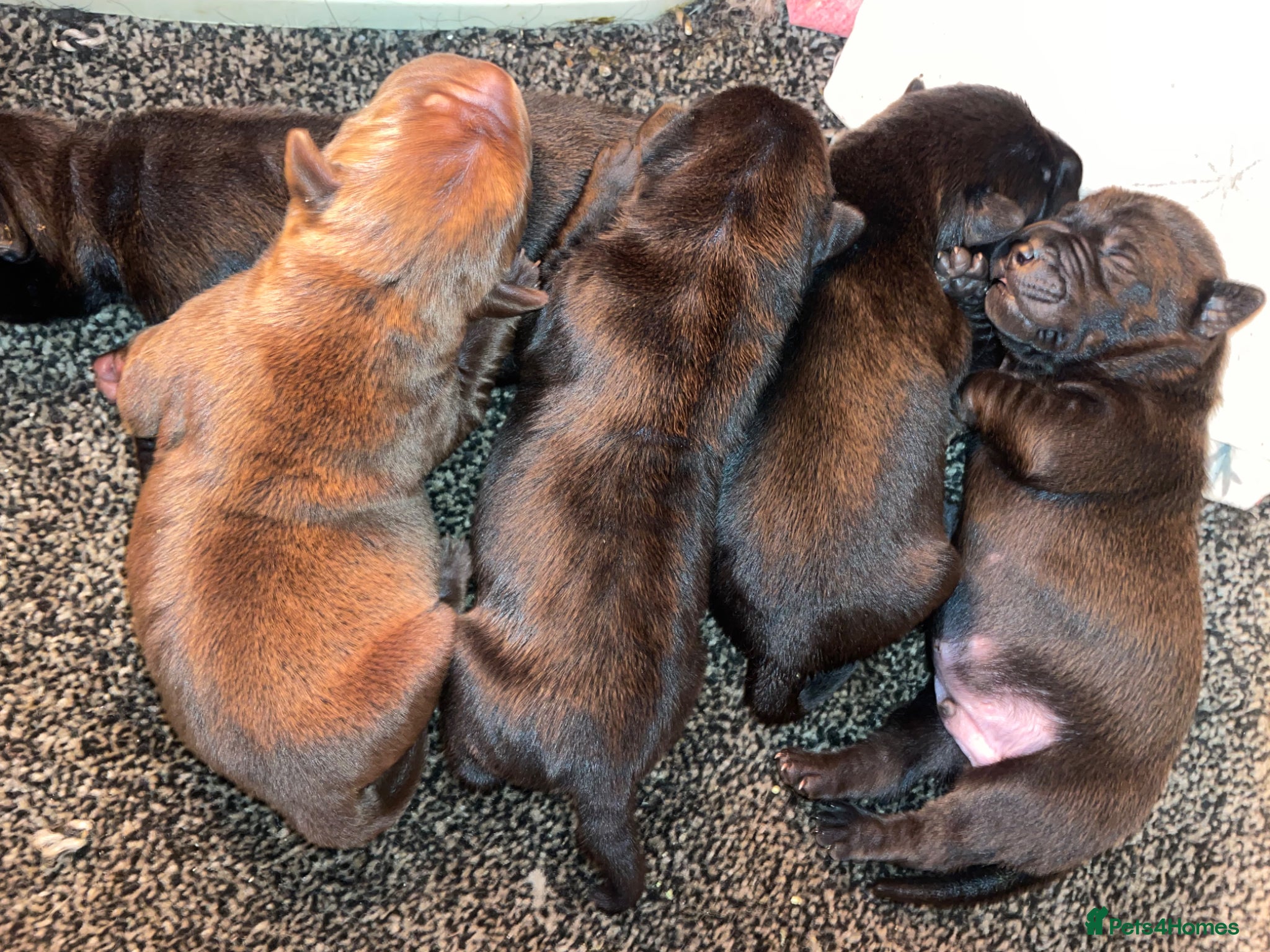 Mixed Breed dogs 5 Shar Pei x Labrador pups  - Advert 7