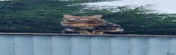 Bengal cats for sale: Pure Bread Glitter Marble Bengal in March - Advert 3