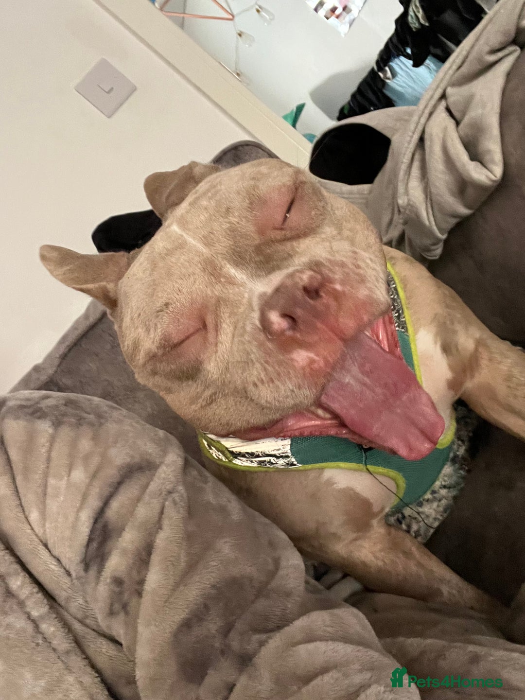 Mixed Breed dogs for sale: Pocket bully coco - Image 4