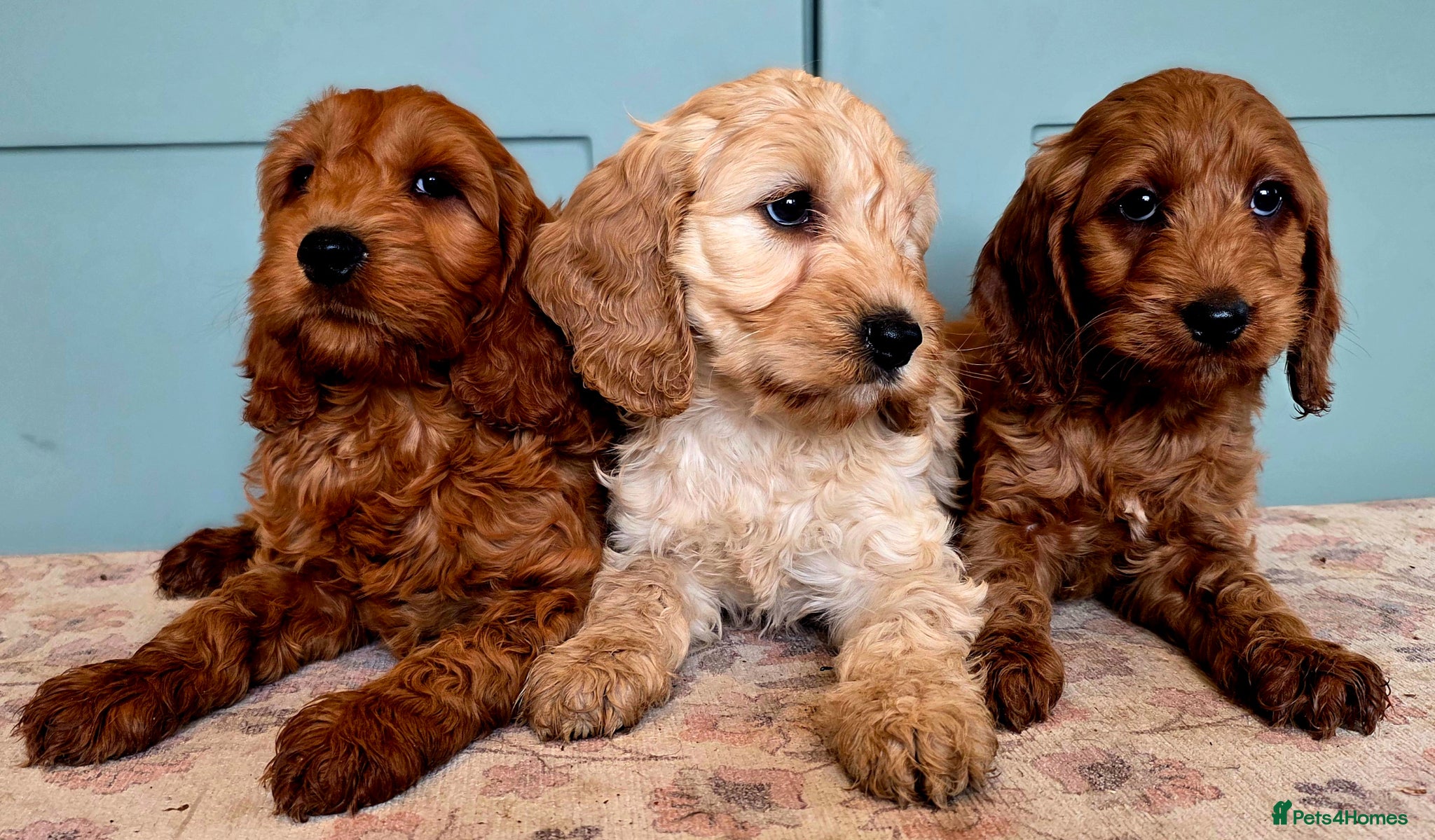 Cockapoo dogs for sale: COCKAPOO  in Blackburn - Advert 6