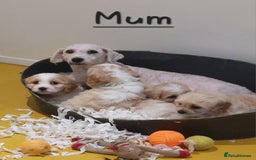 Cavachon dogs for sale: Beautiful F1 Cavachon boys 💙 - Image 12