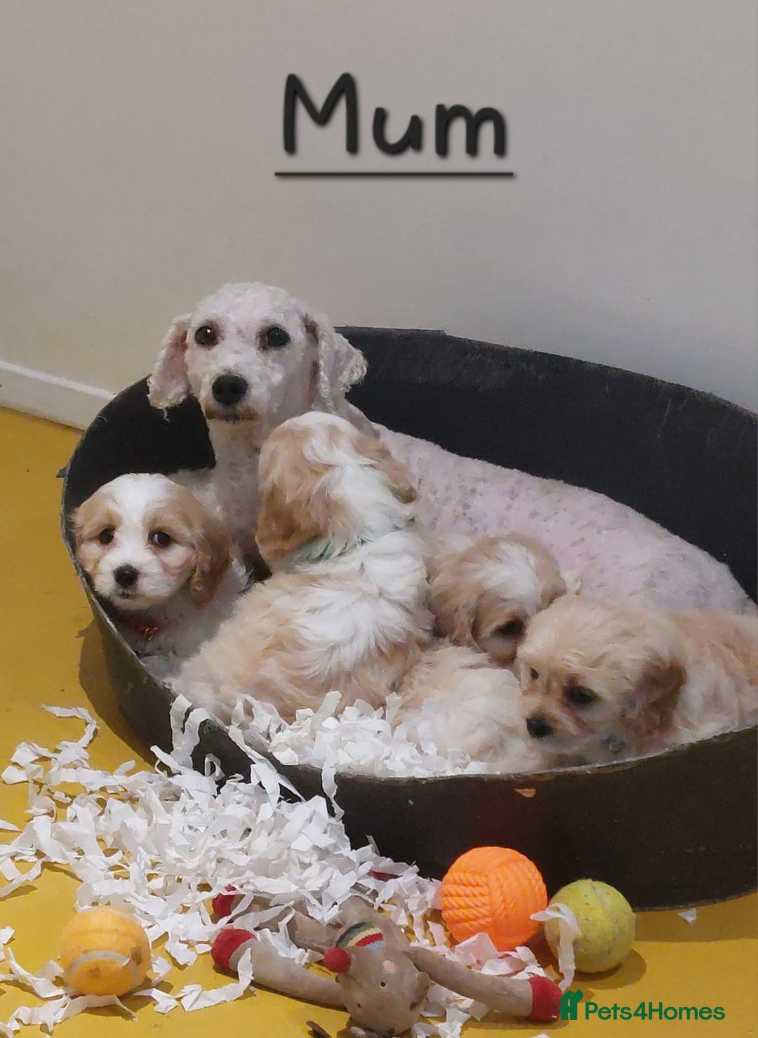 Cavachon dogs for sale: Beautiful F1 Cavachon boys 💙 - Image 12