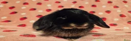 Mini Lop rabbits for sale: Black Otter pure mini lop Buck 🩵 very very tame - Advert 2