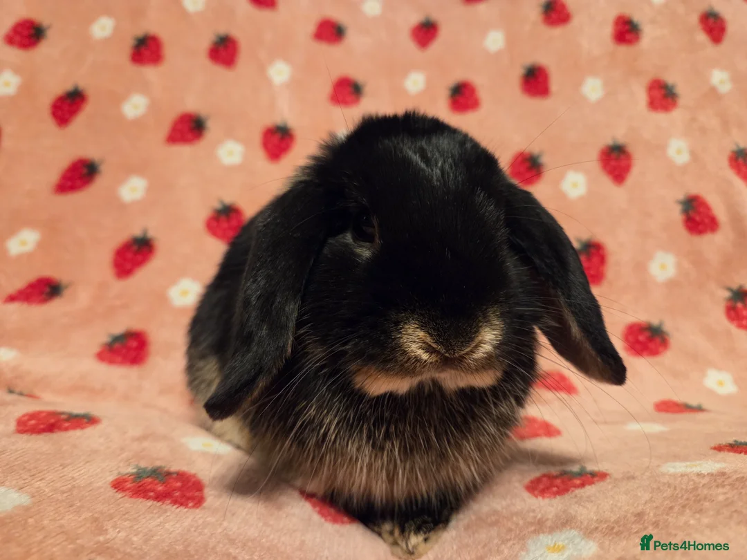 Mini Lop rabbits for sale: Black Otter pure mini lop Buck 🩵 very very tame - Advert 2
