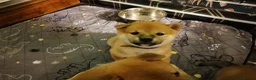 Japanese Shiba Inu dogs for sale: *New price! 3 left* all KC female shiba inus. - Advert 27