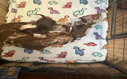 Dachshund dogs for sale: Beautiful Dachshunds - Image 7