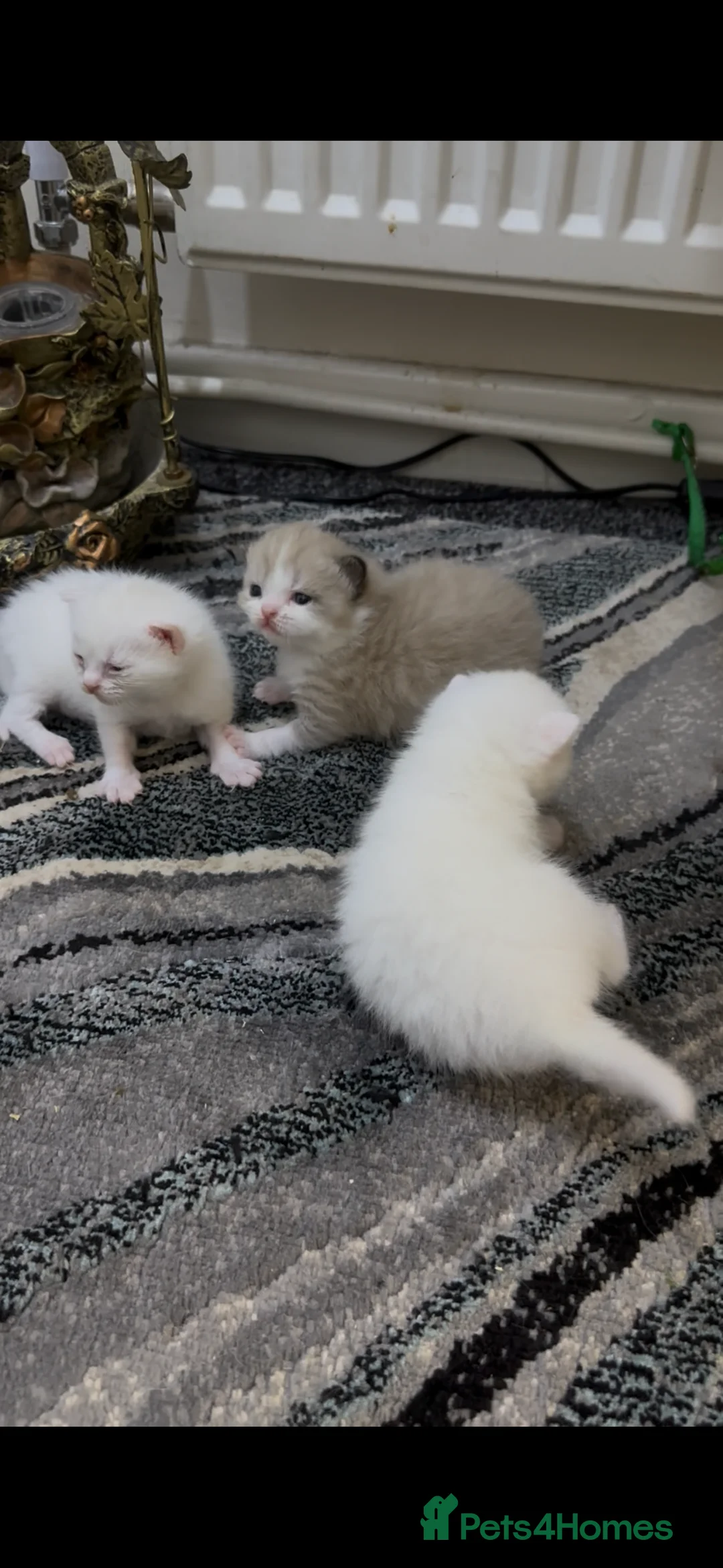 Persian cats for sale: Pure Persian  - Advert 2