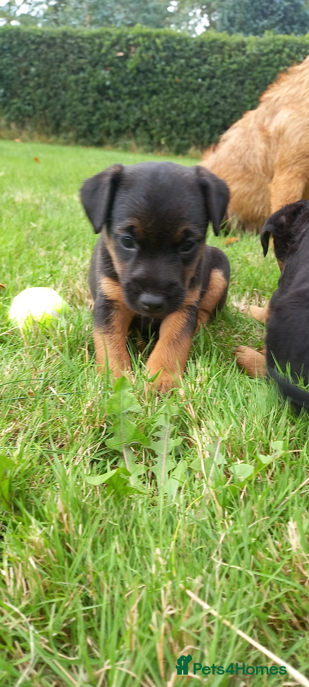 Mixed Breed dogs for sale: Border X Lakeland Terrier Puppies - Image 15