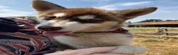 Siberian Husky dogs for sale: Beautiful Purebred Red Siberian Husky Girls - Advert 20