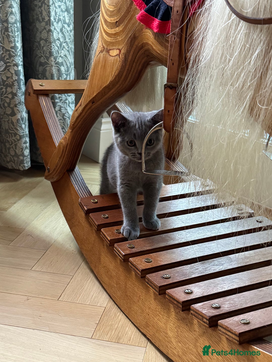 British Shorthair cats for sale: British shorthair male kitten  - Image 4