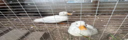 Ducks poultry for sale: pair of call ducks - Advert 1
