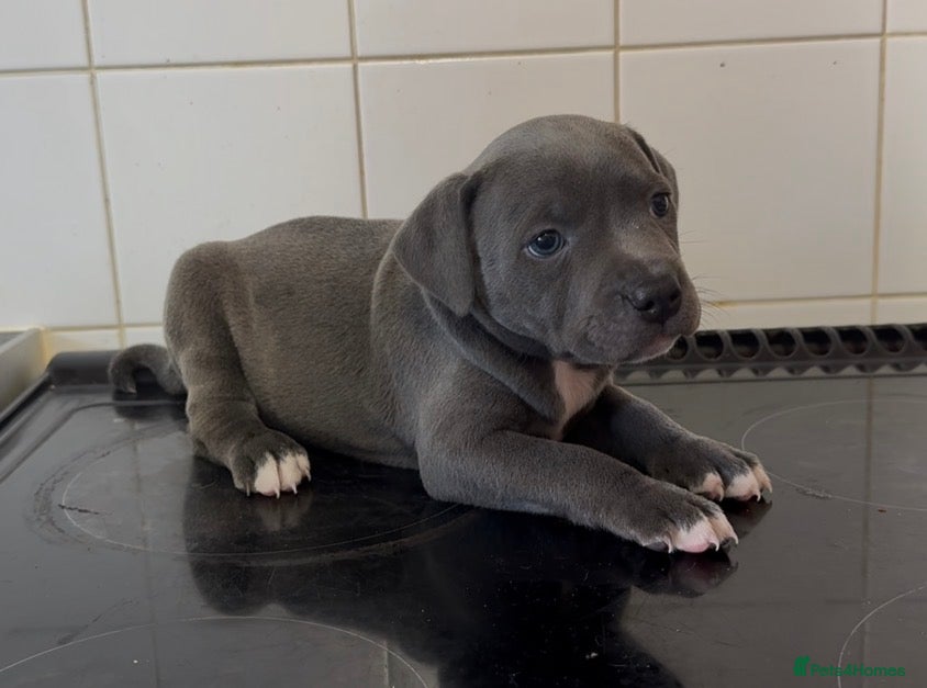 Staffordshire Bull Terrier dogs 5 beautiful staffy pups  - Advert 8