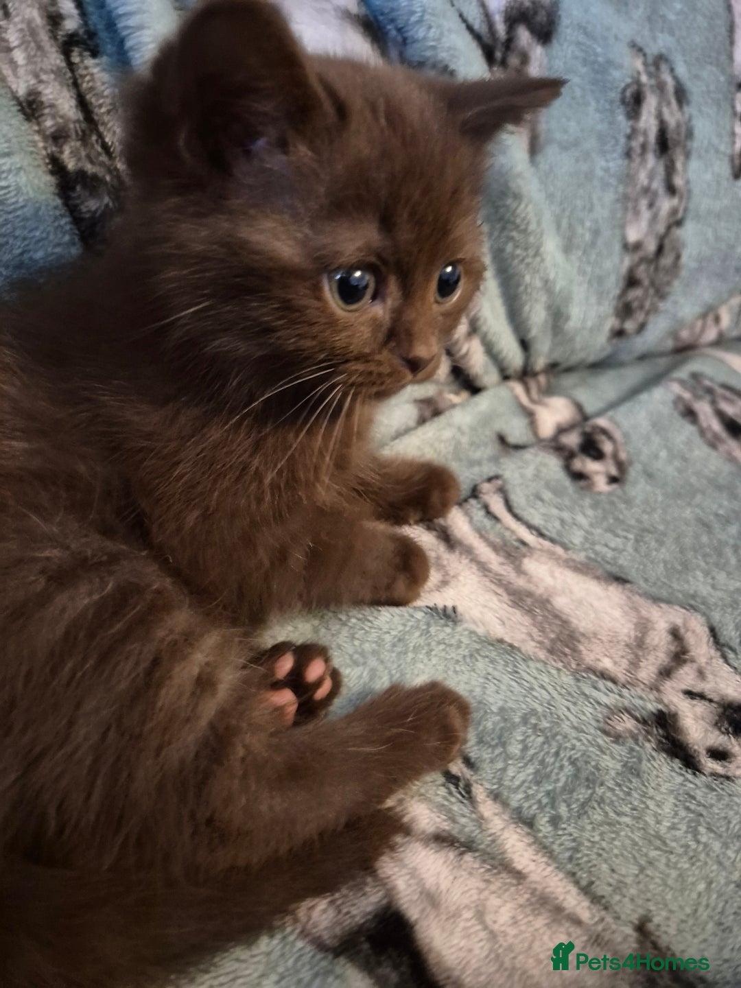 Selkirk Rex cats for sale: Pedigree selkirk rex girls non curly - Advert 18
