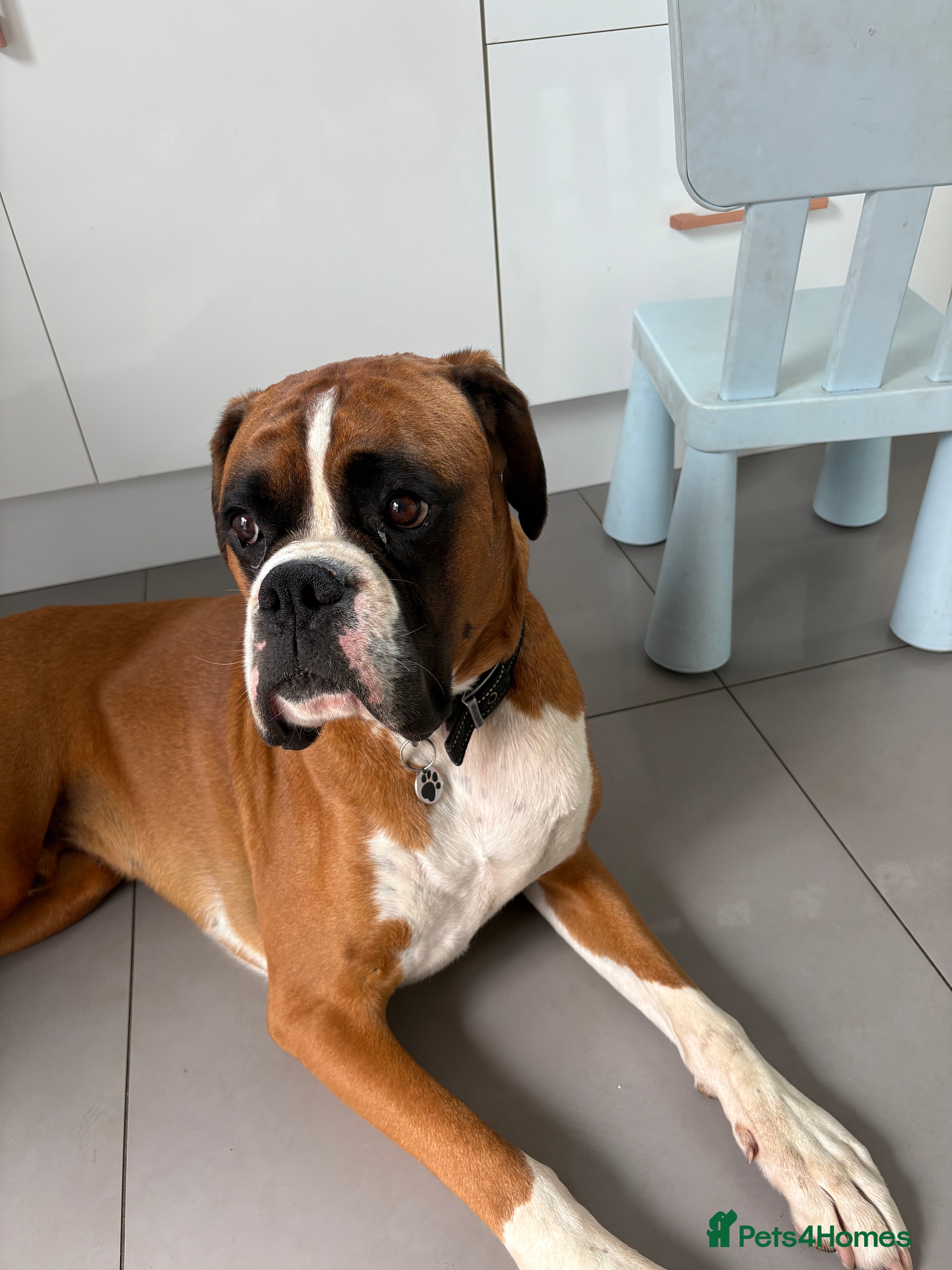 Boxer dogs Beautiful Boxer Dog - Advert 1