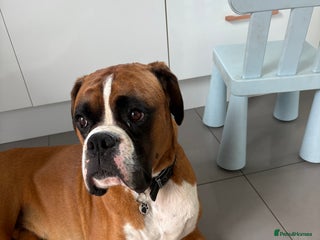 Boxer dogs Beautiful Boxer Dog - Advert 3