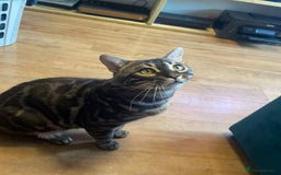 Bengal cats for stud: OUTSTANDING SILVER CHARCOAL BENGAL STUD - Image 21