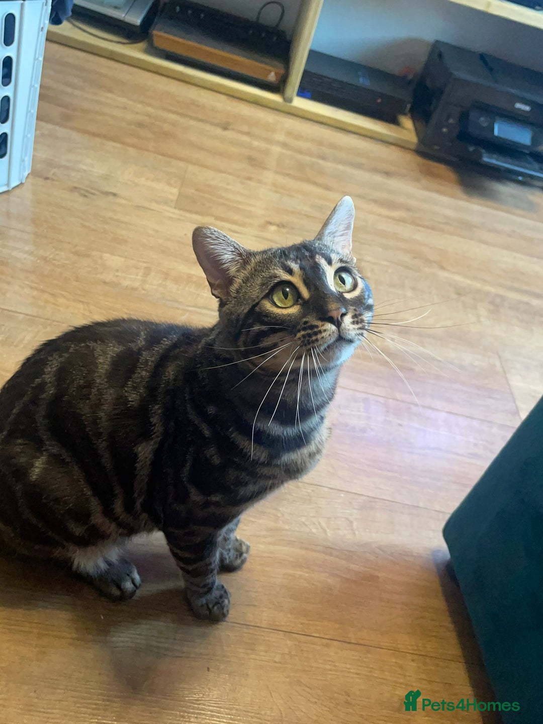 Bengal cats for stud: OUTSTANDING SILVER CHARCOAL BENGAL STUD - Image 21