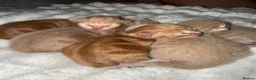 British Shorthair cats for sale: 5 beautiful kittens  - Advert 18