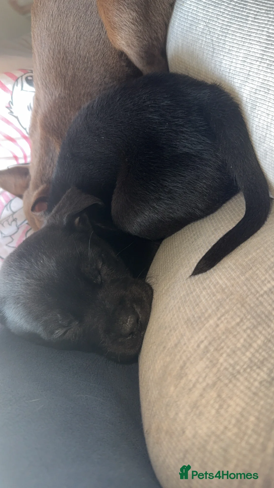 Mixed Breed dogs for sale: American bulldog cross Labrador  - Advert 16