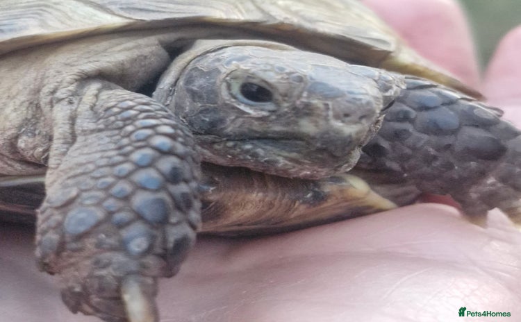 Tortoise reptiles - Advert 4