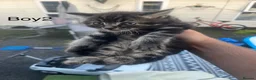 Mixed Breed cats for sale: Kittens for sale in High Wycombe - Advert 2