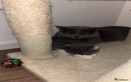 British Shorthair cats for sale: British shorthair & Domesticated shorthair  - Image 7