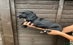Cocker Spaniel dogs for sale: Cocker spaniel female puppies  - Image 12
