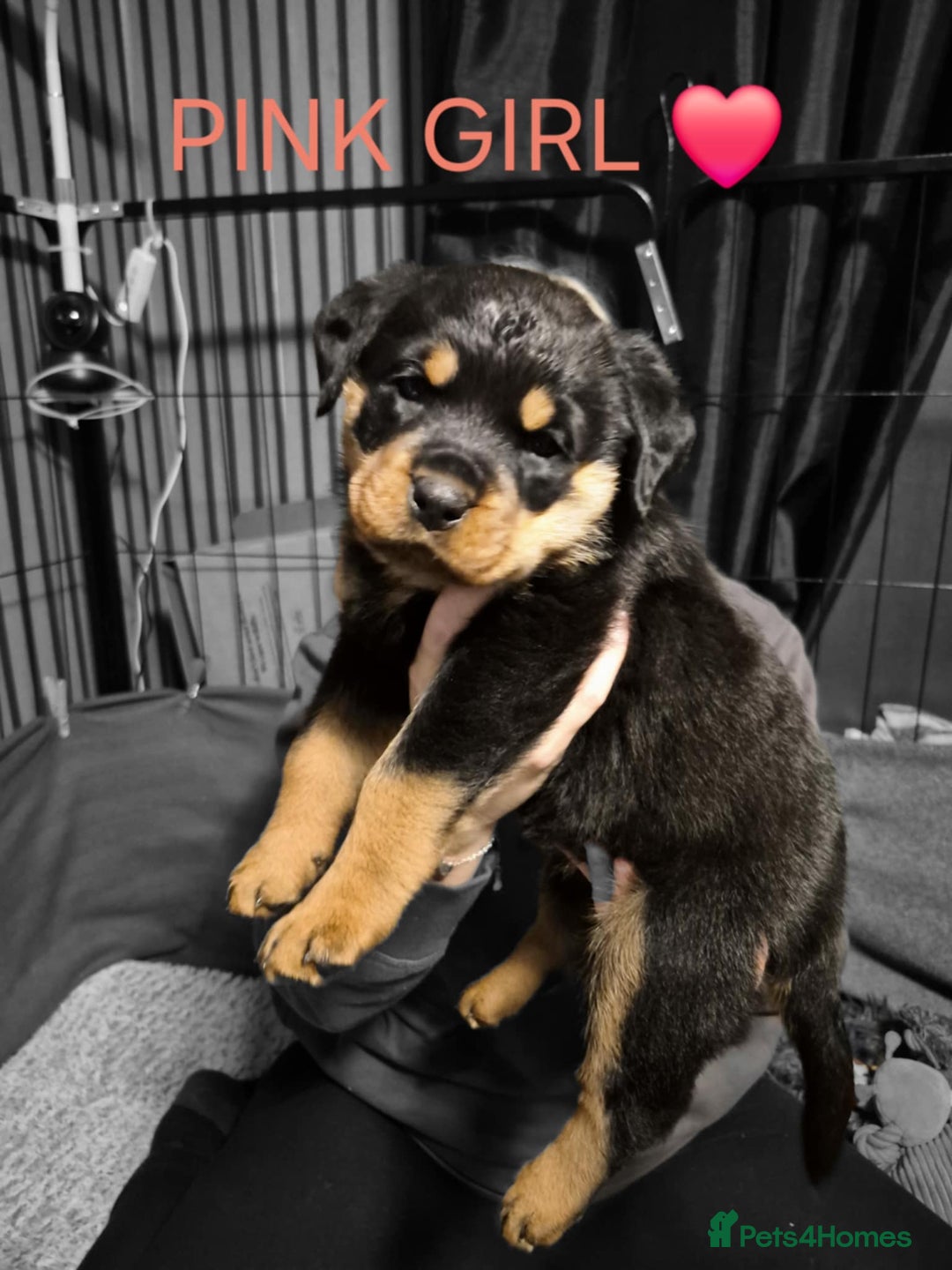 Rottweiler dogs for sale: Chunky Rottweiler puppies for sale  - Advert 2