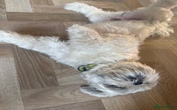 Shih Tzu dogs for sale: Shih Tzu - Image 2