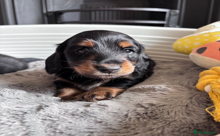 Miniature Dachshund dogs - Advert 6
