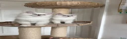 Ragdoll cats for sale: GCCF / European bloodline ragdoll kittens  - Advert 20