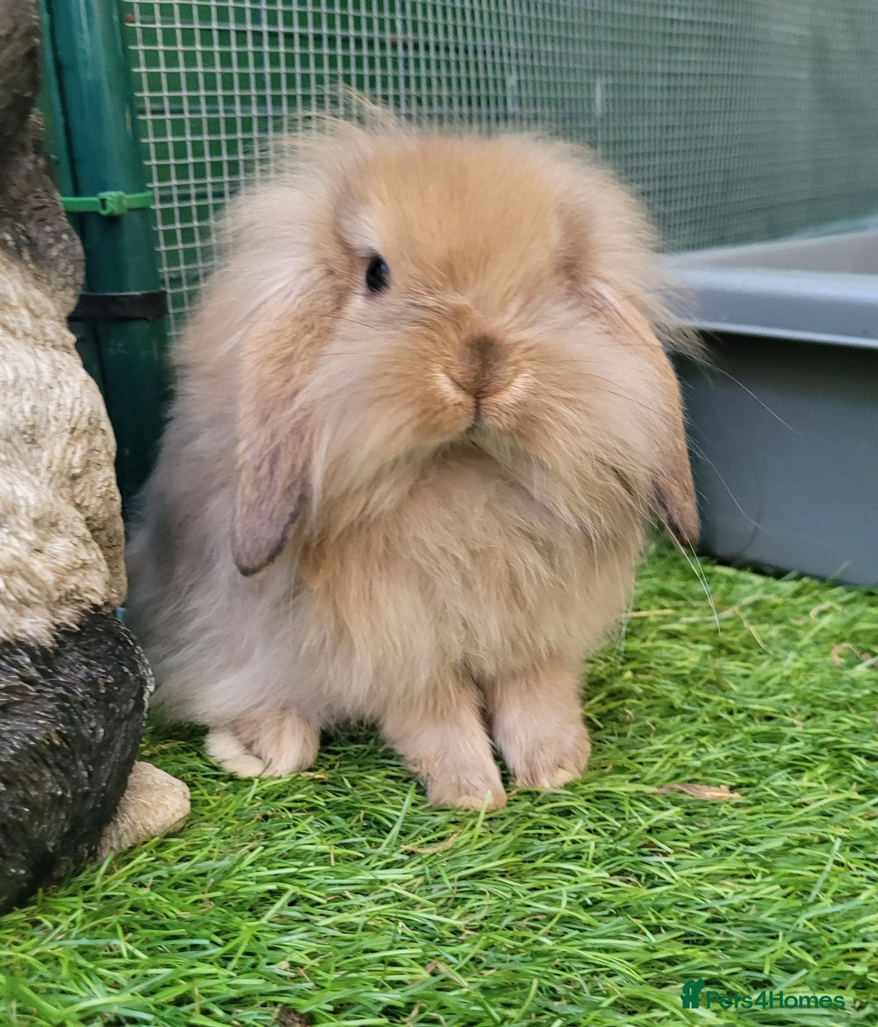 Mini Lion Lop rabbits Stunning Mini Lion Lops - READY TO LEAVE - Advert 1