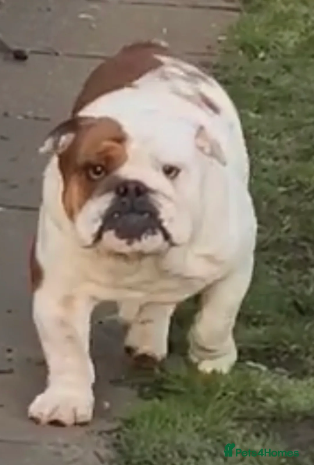 English Bulldog dogs for sale: KC Reg English bulldog male puppy - Advert 5