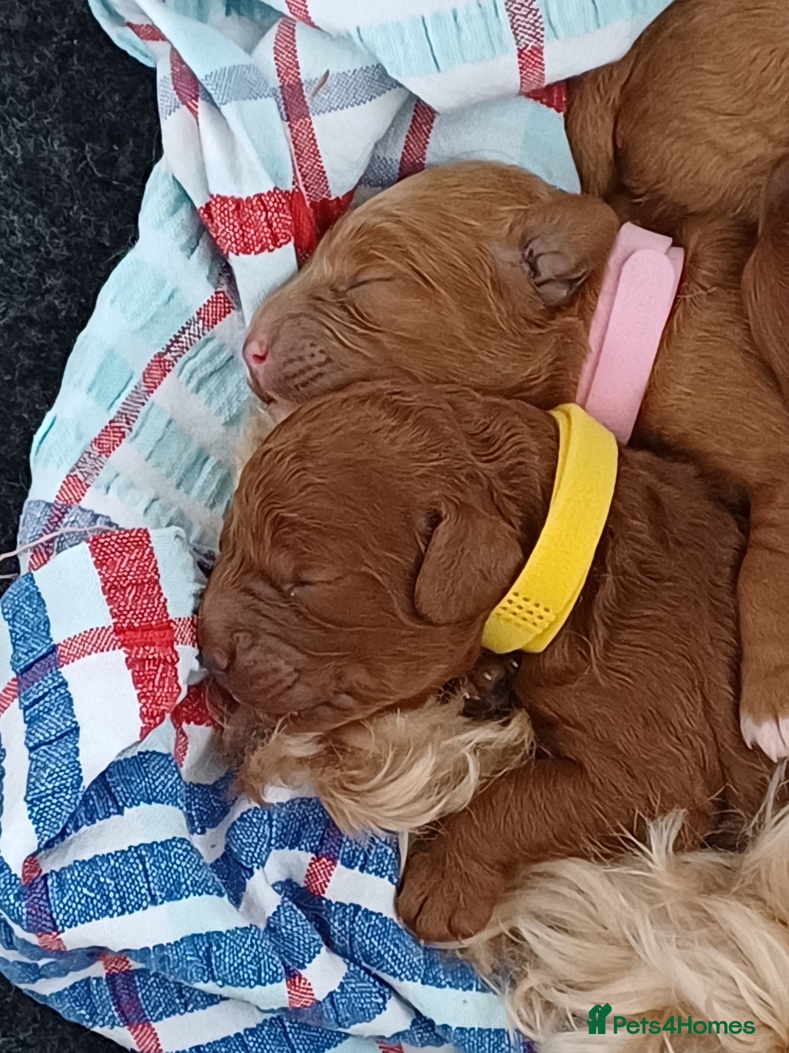 Cavapoo dogs HEALTH TESTED PARENTS. ETHICAL,STRUCTURED BREEDING - Advert 2
