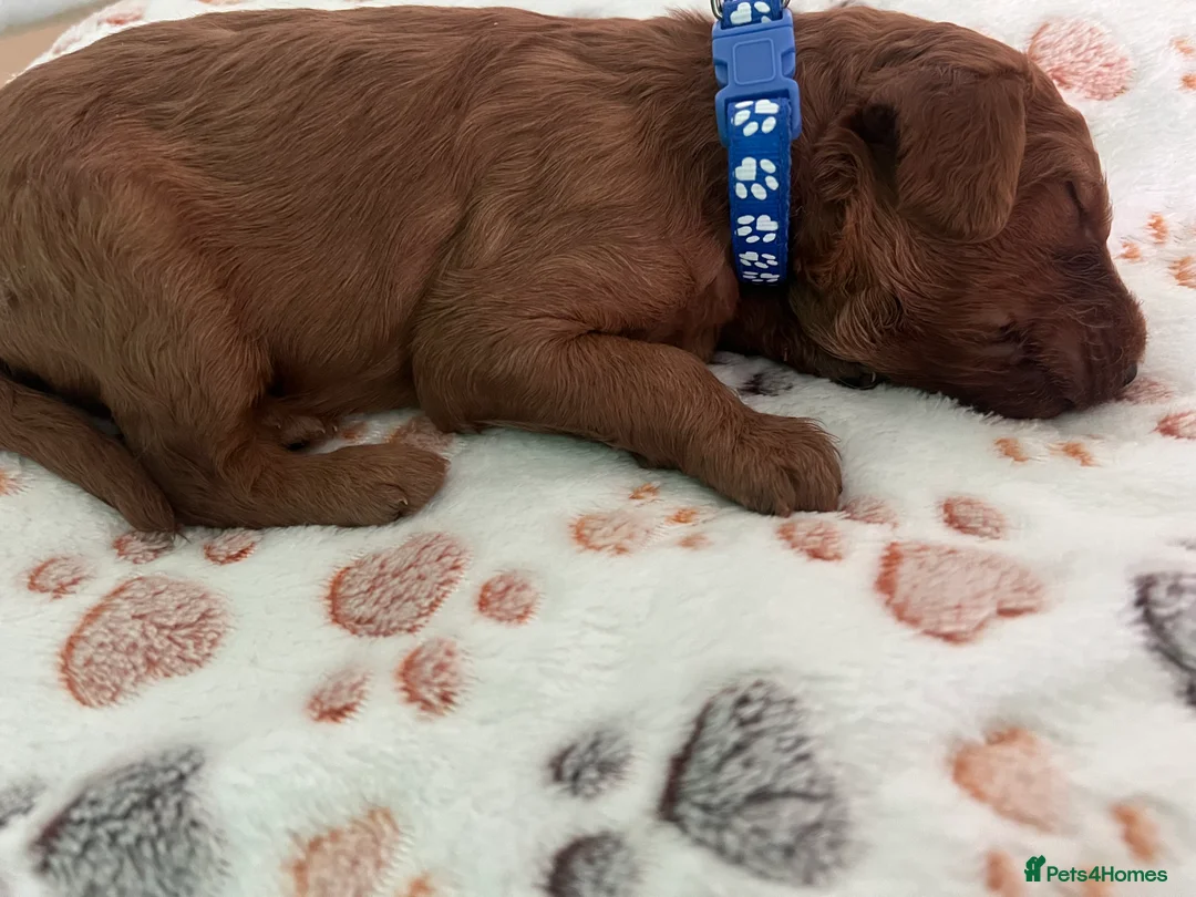 Irish Doodle dogs for sale: F1B Miniature Irishdoodles fully tested parents  - Advert 39