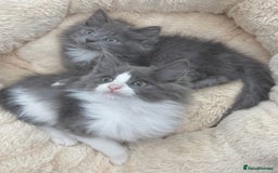 Mixed Breed cats for sale: BEAUTIFUL FLUFFY GREY KITTENS   - Image 15