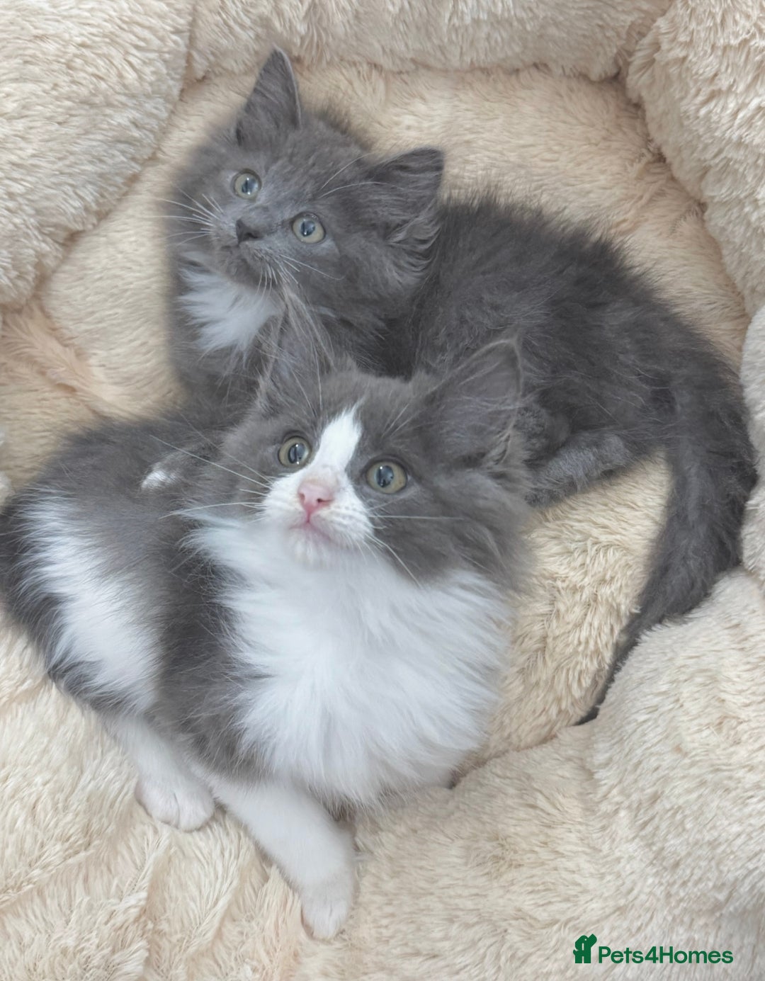 Mixed Breed cats for sale: BEAUTIFUL FLUFFY GREY KITTENS   - Image 15