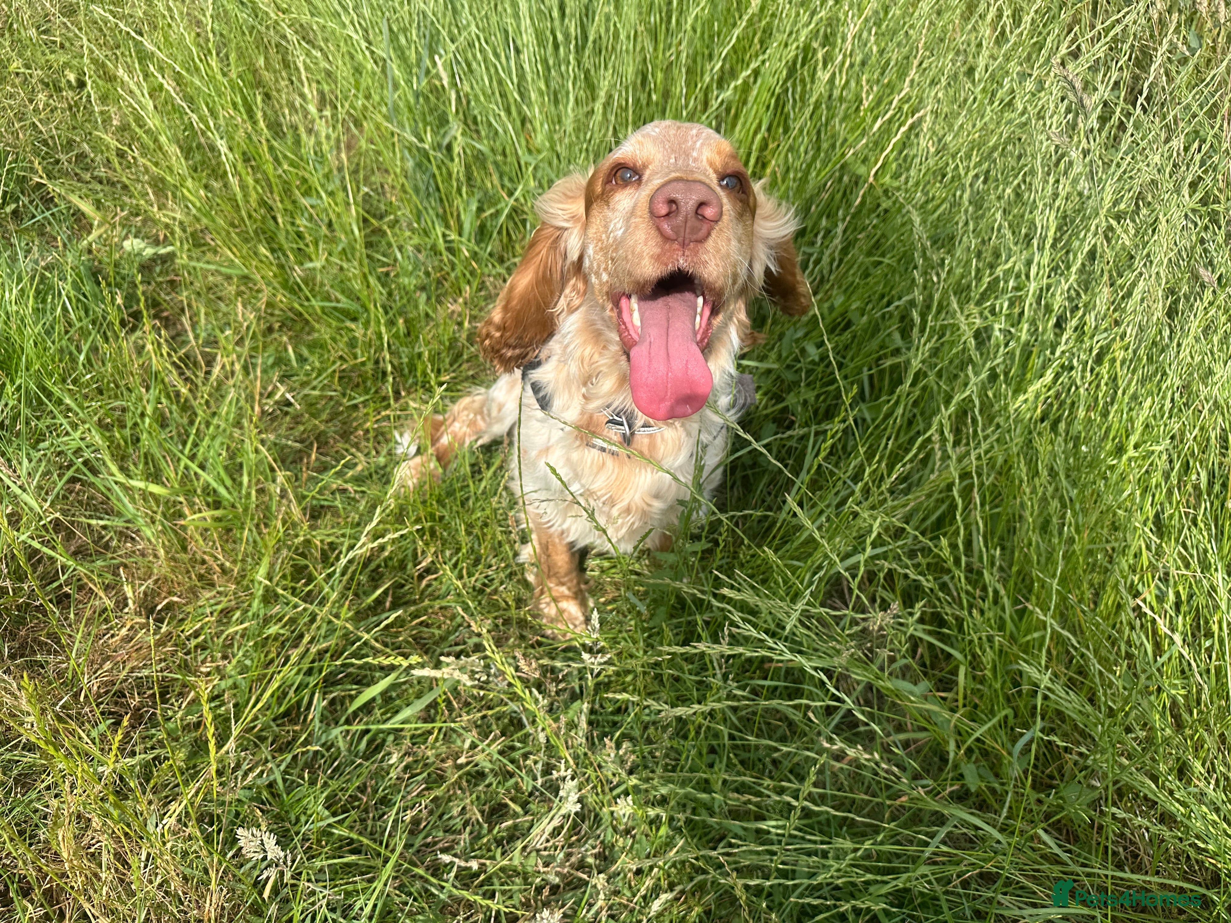 Cocker Spaniel dogs Rico is ready for Breeding - Advert 6