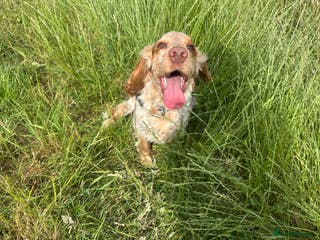 Cocker Spaniel dogs Rico is ready for Breeding - Advert 2