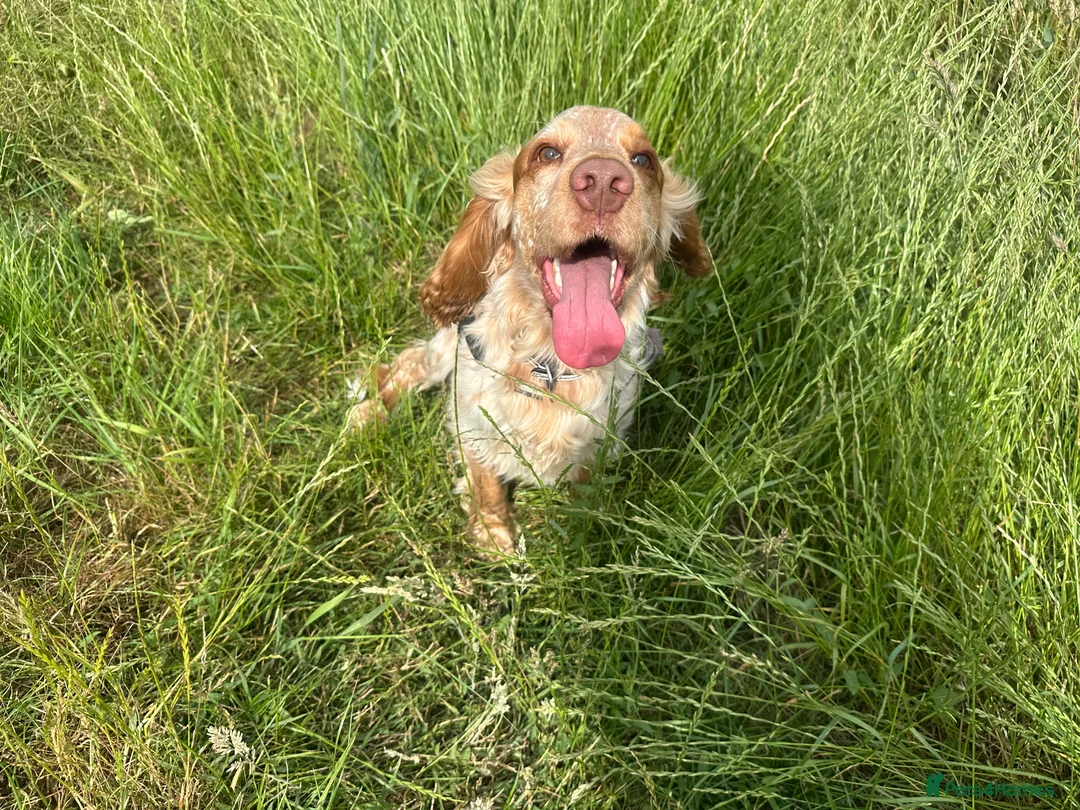 Cocker Spaniel dogs for stud: Rico is ready for Breeding - Advert 1