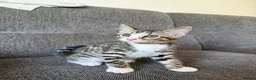Bengal cats for sale: 4 x Beautiful Male Bengal Cross - Advert 3