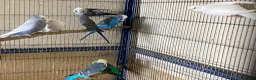 Budgerigars birds for sale: 8 budgies searching for their new homes  - Advert 17