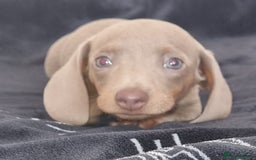 Dachshund dogs for sale: Gorgeous Mini Dachshund puppy's  - Image 9
