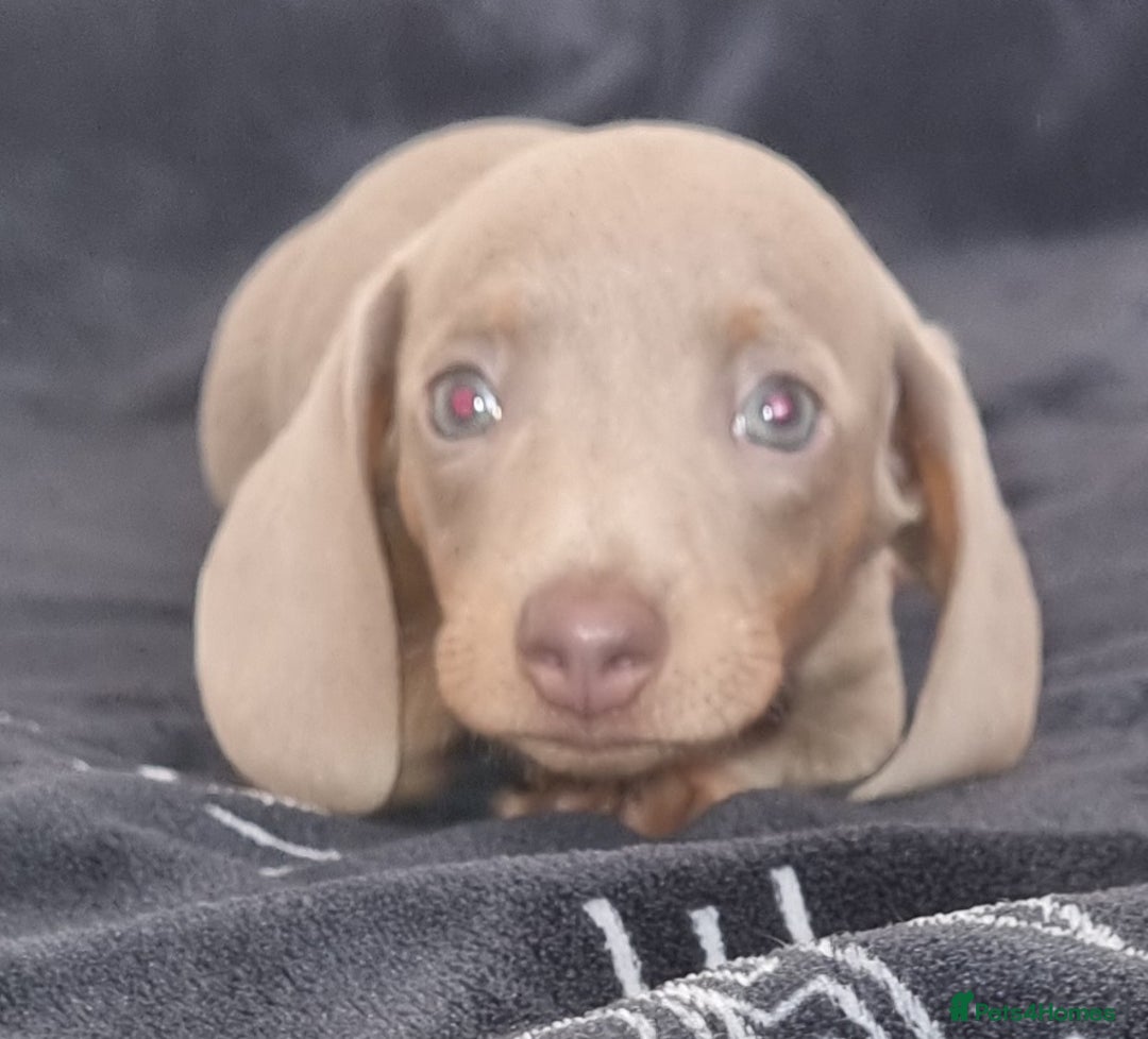 Dachshund dogs for sale: Gorgeous Mini Dachshund puppy's  - Image 9