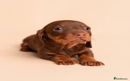 Miniature Dachshund dogs for sale: 🏆Champion KC Mini Dachshunds 0.4% COI 👌🏻 - Image 8
