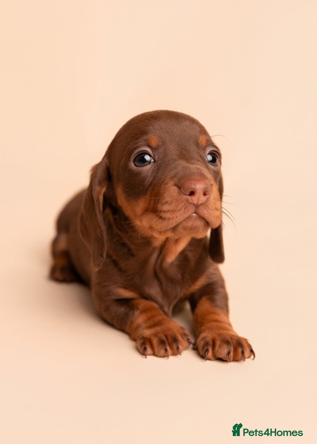 Miniature Dachshund dogs for sale: 🏆Champion KC Mini Dachshunds 0.4% COI 👌🏻 - Image 8