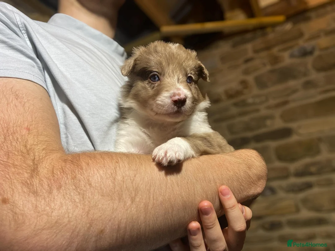 Border Collie dogs for sale: Border Collie Pups - Advert 29