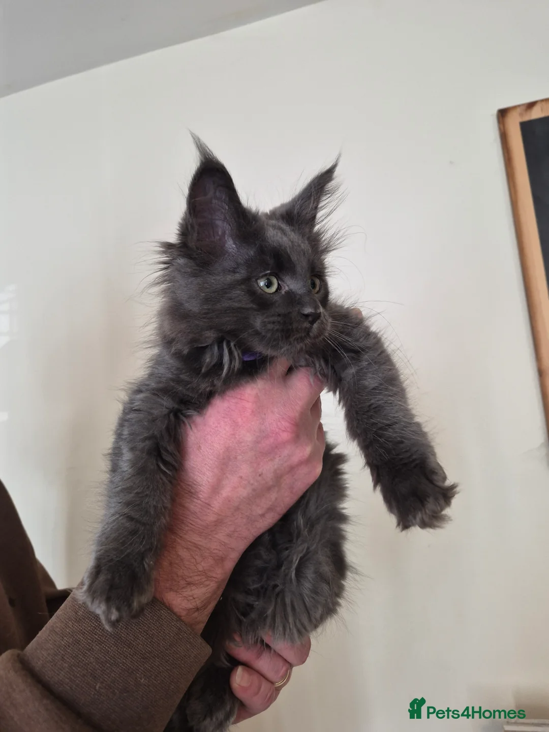 Maine Coon cats for sale: Mainecoon kittens in Plymouth - Advert 13