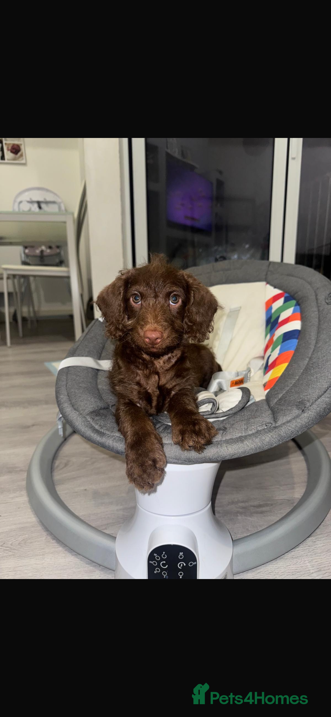 Labradoodle dogs 🌟Pick of the litter🌟 Labradoodle puppy - Advert 1