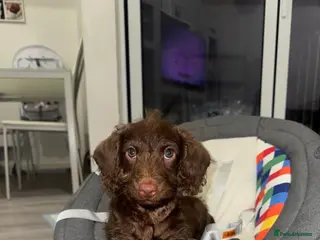 Labradoodle dogs 🌟Pick of the litter🌟 Labradoodle puppy - Advert 1